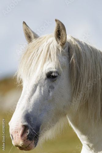 Close up of a white horse on the Wild Atlantic Way, Donegal, Ireland