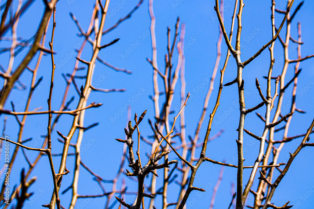 Spring awakening artistic photo of pear tree branches with leaf ovules and bunches forming a spiky compisition.
