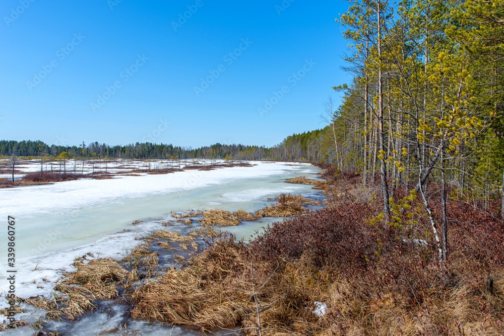Frozen spring swamp. Spring landscape
