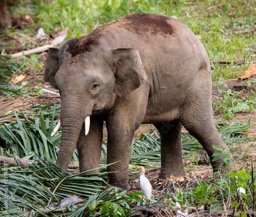 Photography Bornean Pigmy elephant