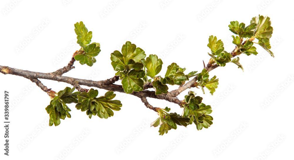 Gooseberry bush branch on an isolated white background. Berry bush sprout with leaves isolate.