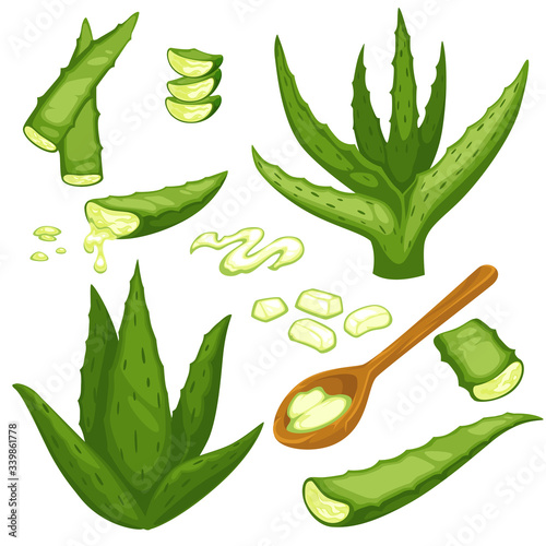 Aloe vera plant, cut leaves and gel in spoon