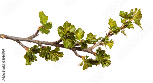 Gooseberry bush branch on an isolated white background. Berry bush sprout with leaves isolate.