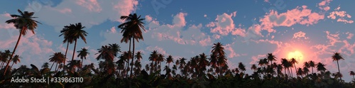 Palm trees on sunset background  silhouettes of palm trees at sunset  sky with palm trees