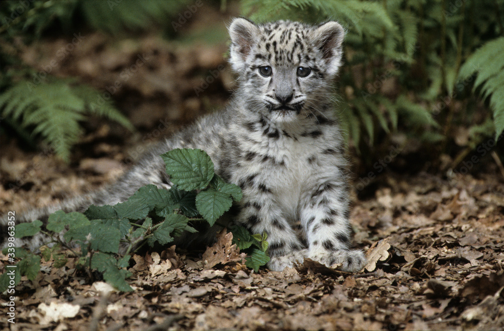 Fototapeta premium Snow Leopard