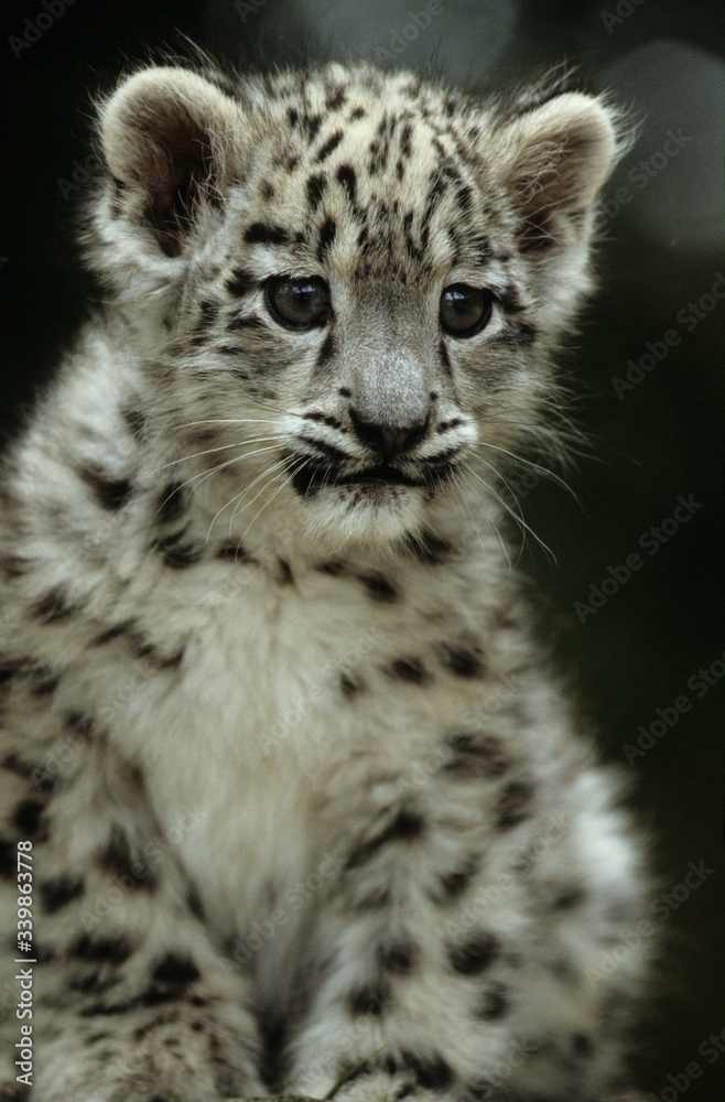 Fototapeta premium Snow Leopard