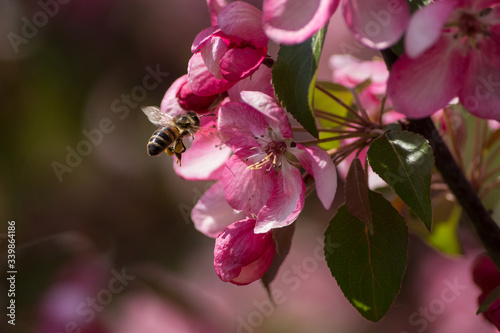 wiosna pszczoła 