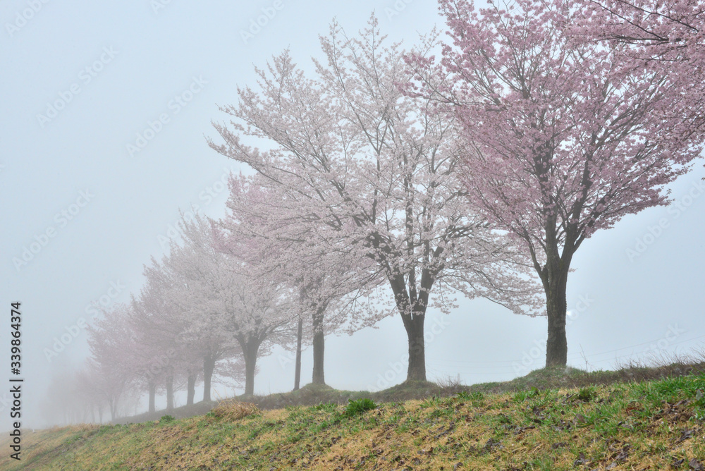 朝の桜並木