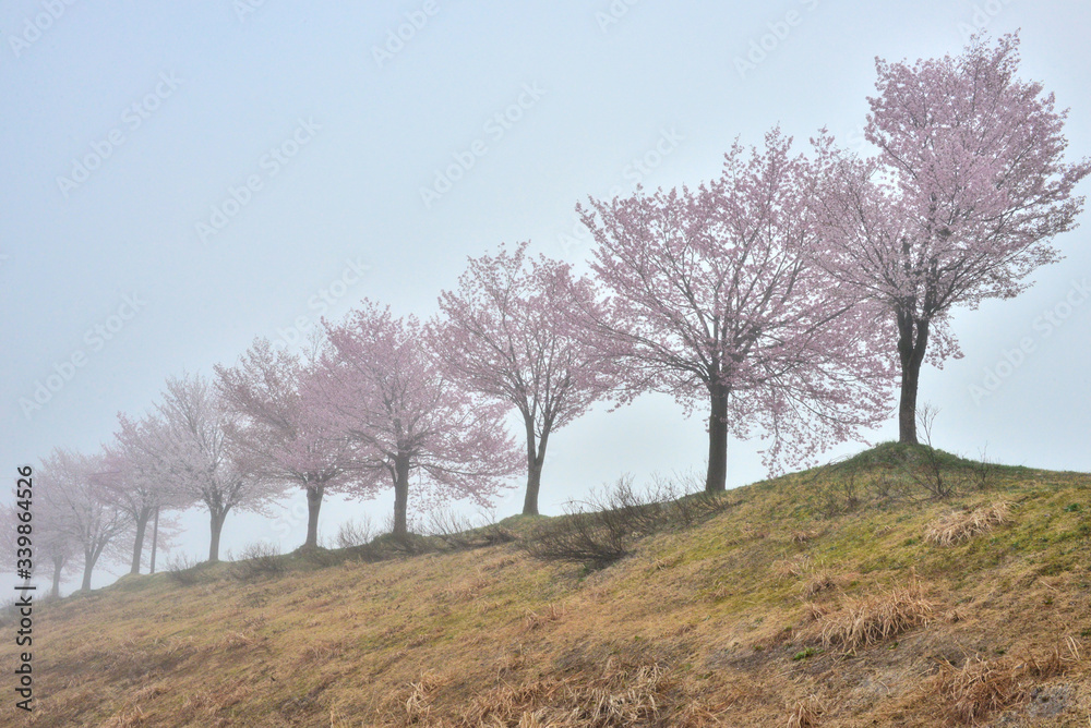 朝の桜並木
朝の桜並木