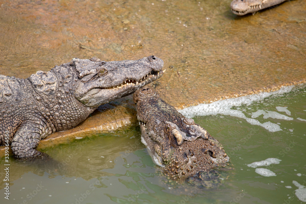 Asia Crocodile in the river