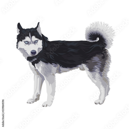 Big cute dog. Siberian Husky standing.