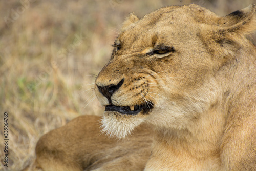 Portrait of a young female lion (Panthera leo) taken in the Sabi Sands, South Africa