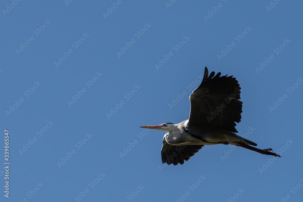 Fototapeta premium Grey heron flying on a cloudless day