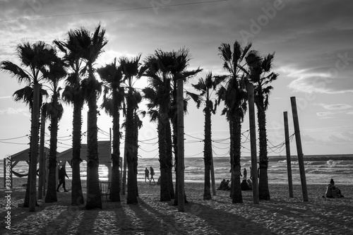 palm trees at sunset © ארנסט פינקינשטיין