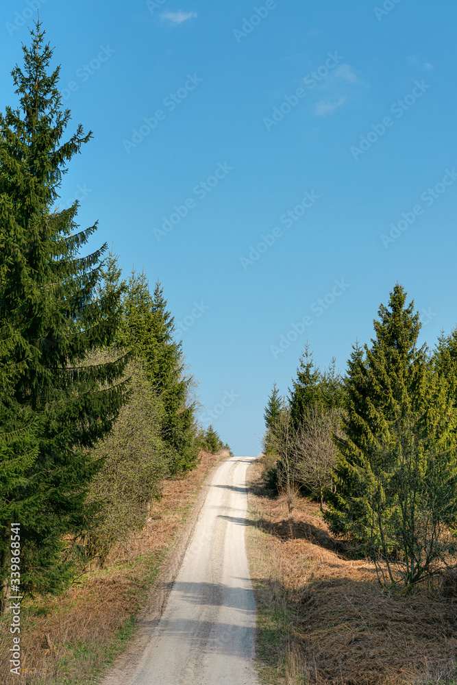 Landscape with fork rural road in forest at early spring day. Copy space. Germany. Landscape with fork rural road in forest at early spring day. Copy space. Germany.