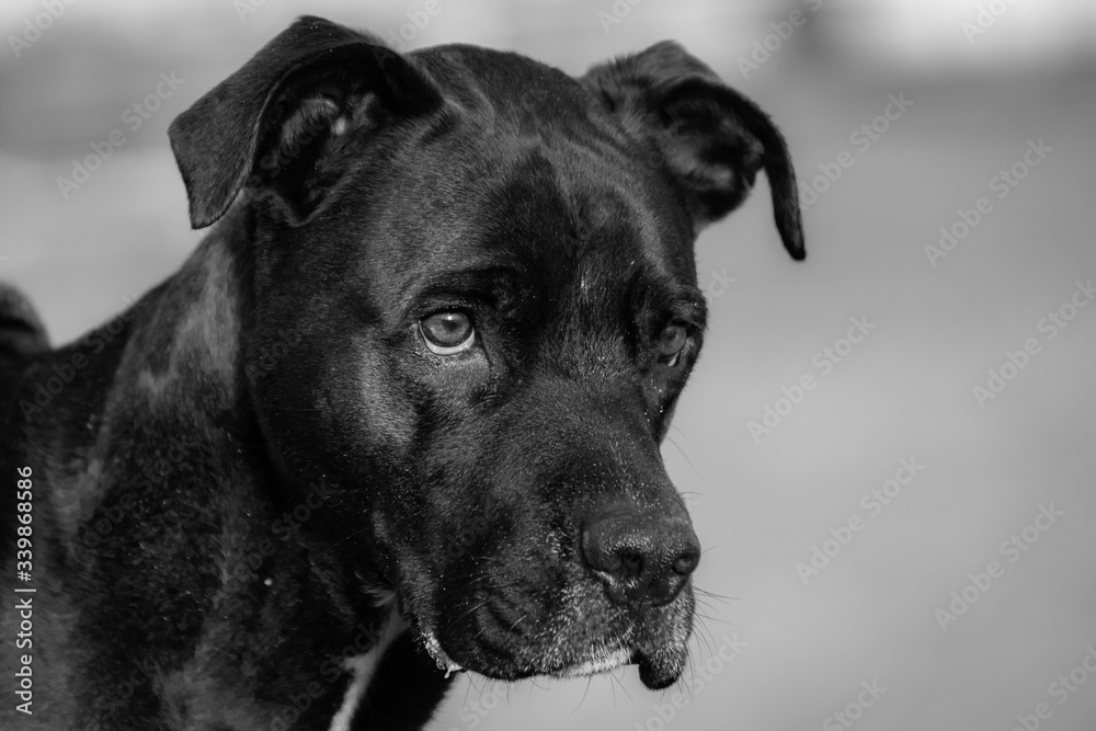 portrait of a black pitbull dog