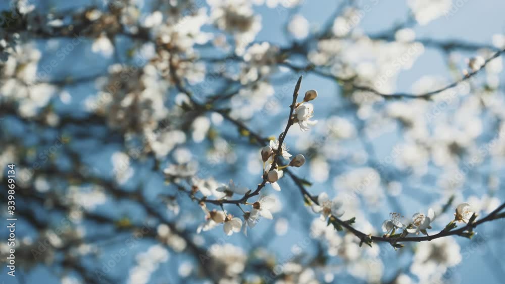 Beautiful flowering trees and bees Beautiful flowering trees and bees