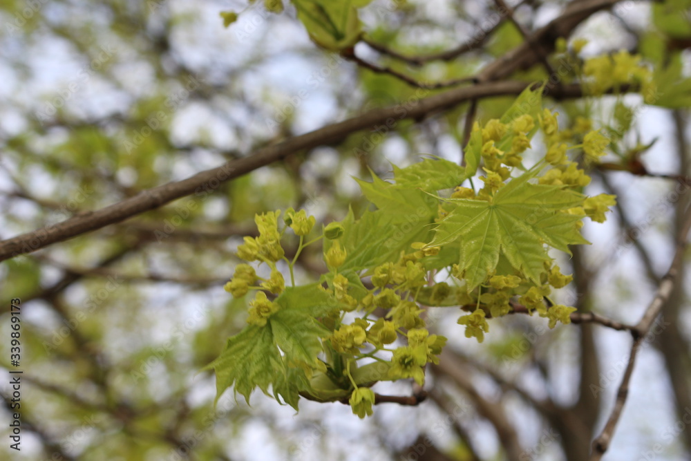 Yellow flowers bloom on maple in spring.
Yellow flowers bloom on maple in spring.