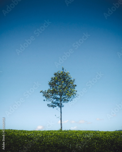 lonely tree on a field