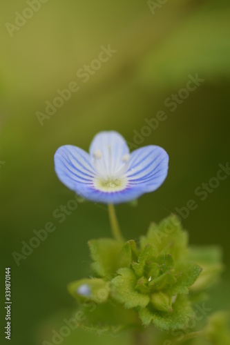 blue flower with dew drops