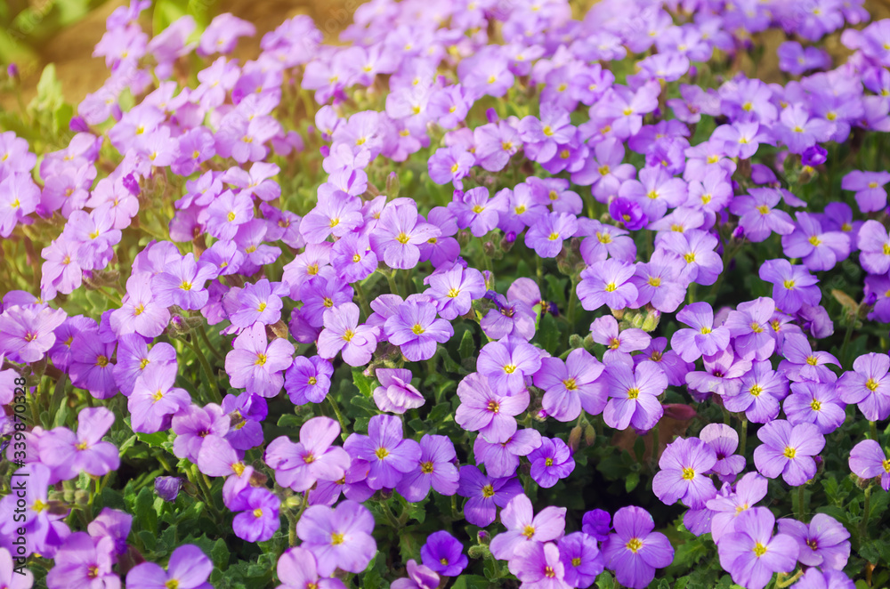 Obraz premium Beautiful flowers Purple Aubrieta in a sunny garden. Aubrieta Deltoidea. Spring Flower. Soft selective focus