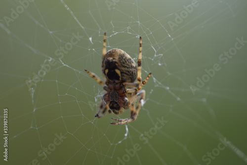 spider on the web