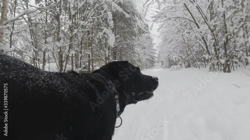 fast running in the snow in the winter forest of black dog Labrador retriever