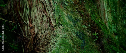 Old tree trunk with moss in ancient forests. Yakushima, Japan
