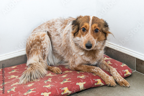 Fotografie look of a nice harrier dog