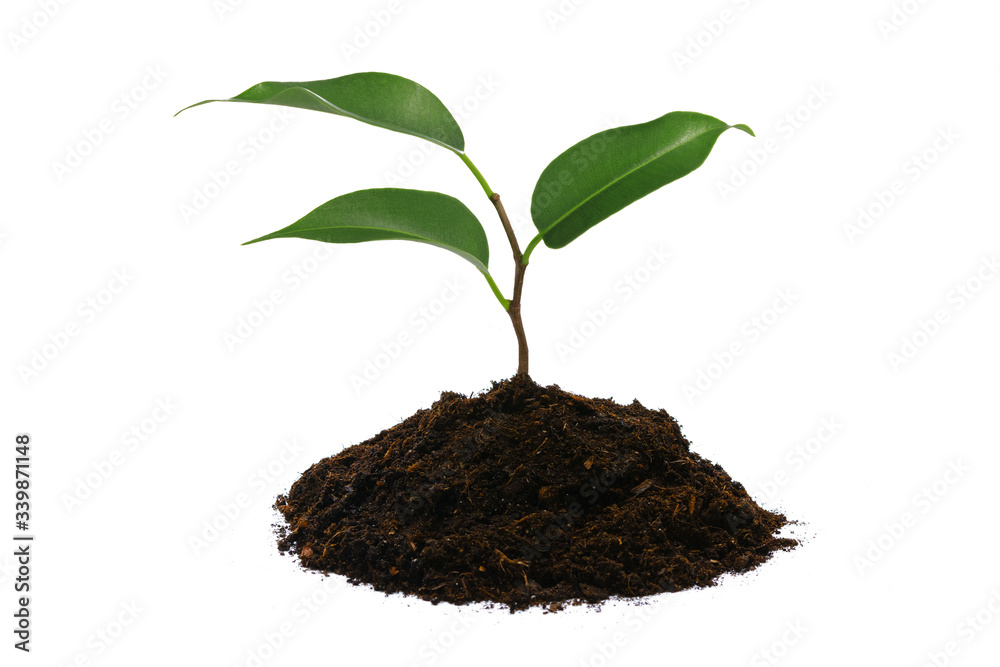 New life concept - young green plant with heap of brown soil isolated on a white background in close-up New life concept - young green plant with heap of brown soil isolated on a white background in close-up