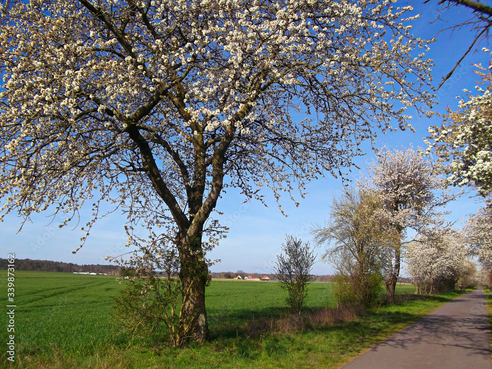 Fototapeta premium Kirschblüten im Frühjahr am Baum