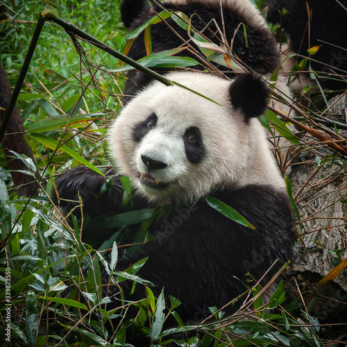 Fototapeta Naklejka Na Ścianę i Meble -  Cute giant panda bear eating bamboo