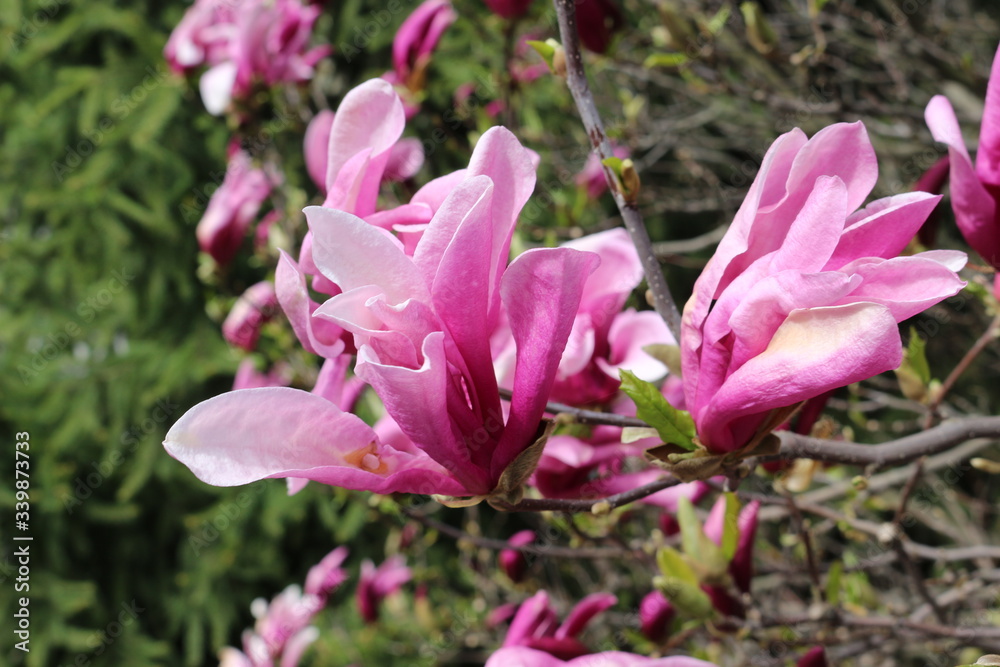 Bright pink magnolia blossomed in a tree in early spring
Bright pink magnolia blossomed in a tree in early spring