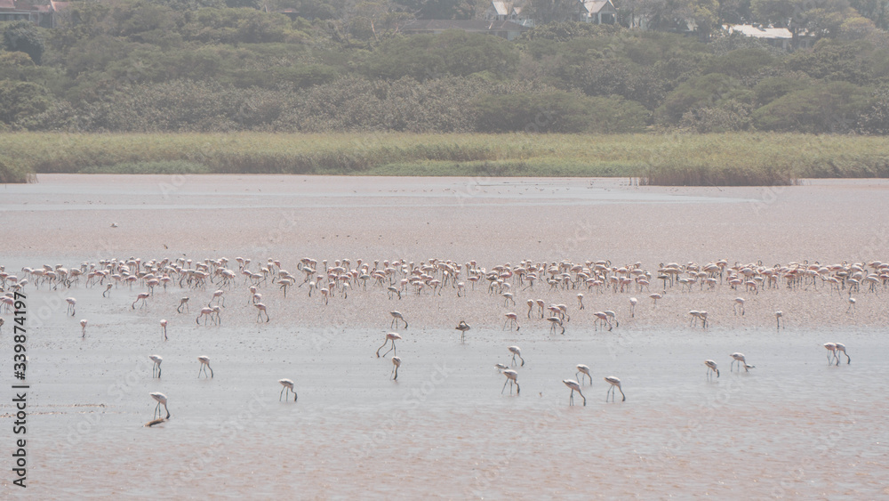 flock of birds