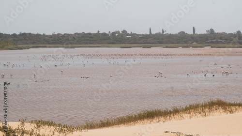 reeds on the beach