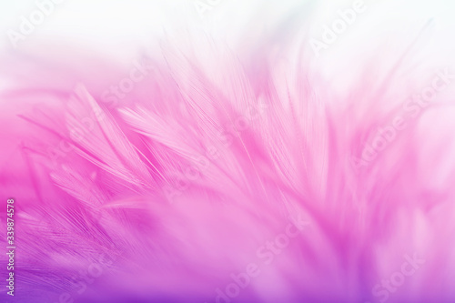 Pastel colored of chicken feathers in soft and blur style for the background © jintana