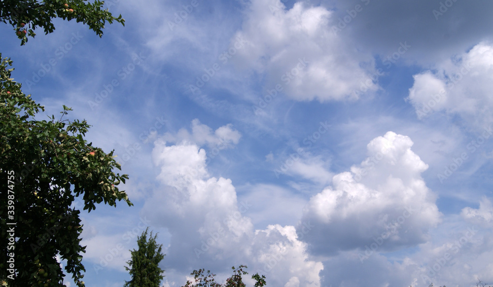 green branches on the background of fluffy white clouds in the blue sky green branches on the background of fluffy white clouds in the blue sky