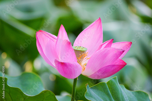 Pink lotus flower in garden