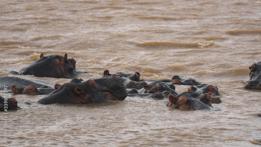 Fototapeta premium hippopotamus in a river in South Africa