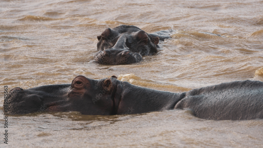 Fototapeta premium hippopotamus in a river in South Africa