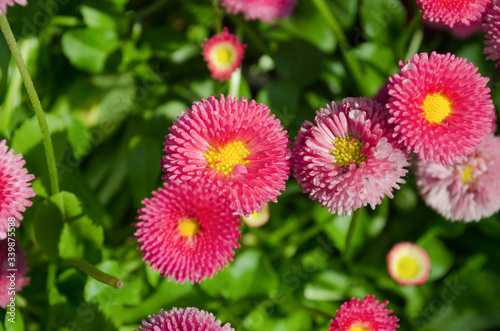 Pink and yellow flowers in the garden