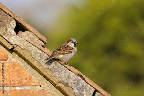 Adult male house sparrow, passer, domesticus, sitting on the roof of the house next door.