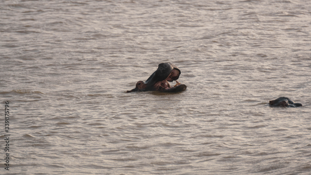 Fototapeta premium hippopotamus in a river in South Africa