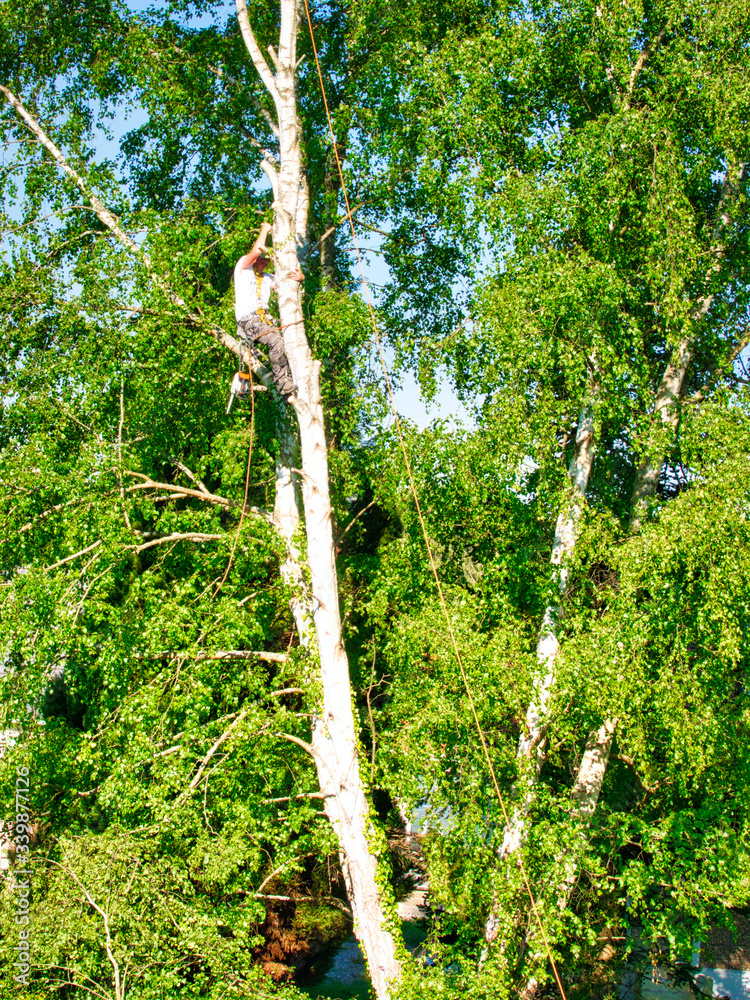 Fototapeta premium Mature male tree trimmer high in birch tree, 30 meters from ground, cutting branches with gas powered chainsaw and attached with headgear for safe job