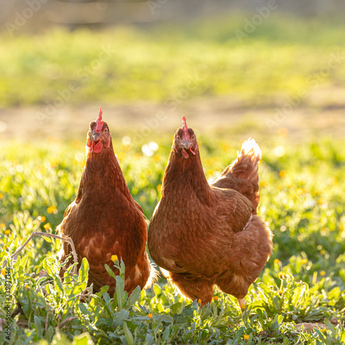 Two chickens watching