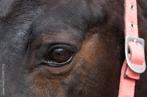 Horse eye close-up. Portrait of a brown horse eye