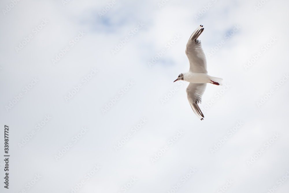 soaring seagull because of the blue and white sky
