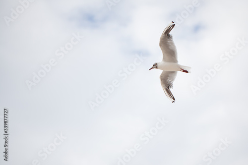 Obraz na płótnie soaring seagull because of the blue and white sky w salonie