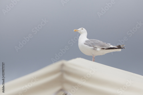 seagull standing on a dairy roof against the gray sky