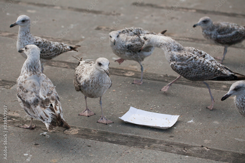 Herring gulls arguing over leftovers